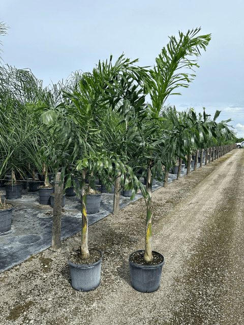 Foxtail Palm Veliz Farms (3)