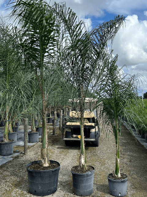 Queen Palm Veliz Farms (2)