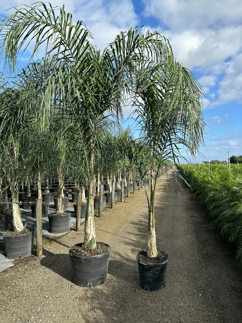 Queen Palm Veliz Farms (5)