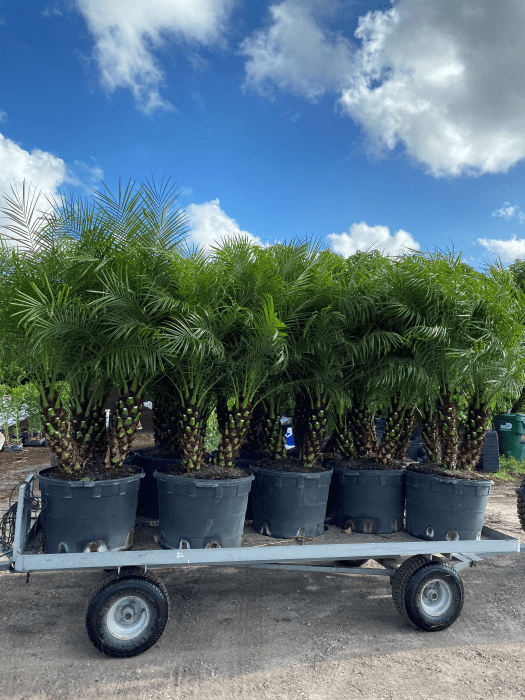palms being carried at veliz farms